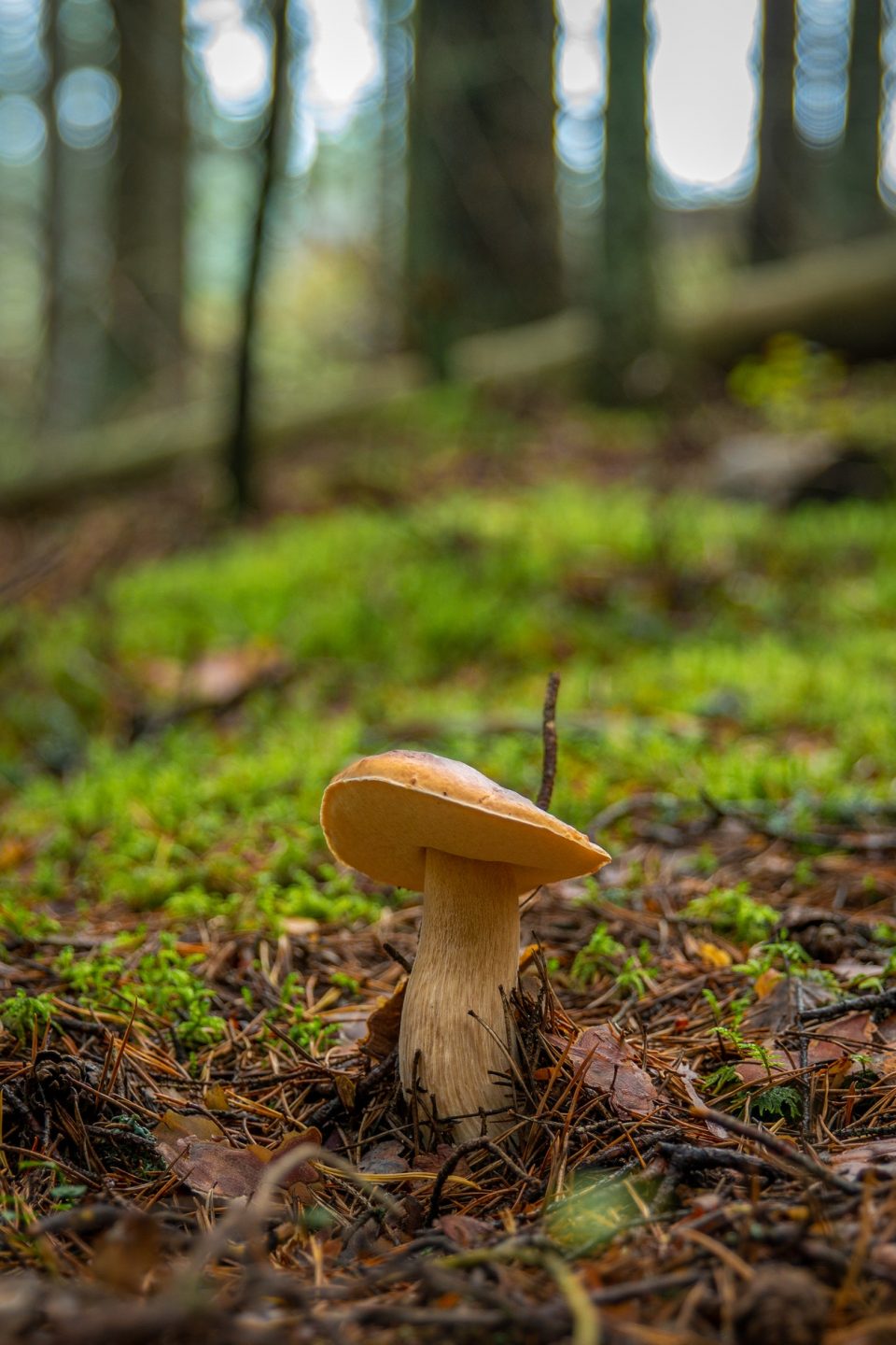 shallow-focus-photo-of-mushroom-in-ground-1685647