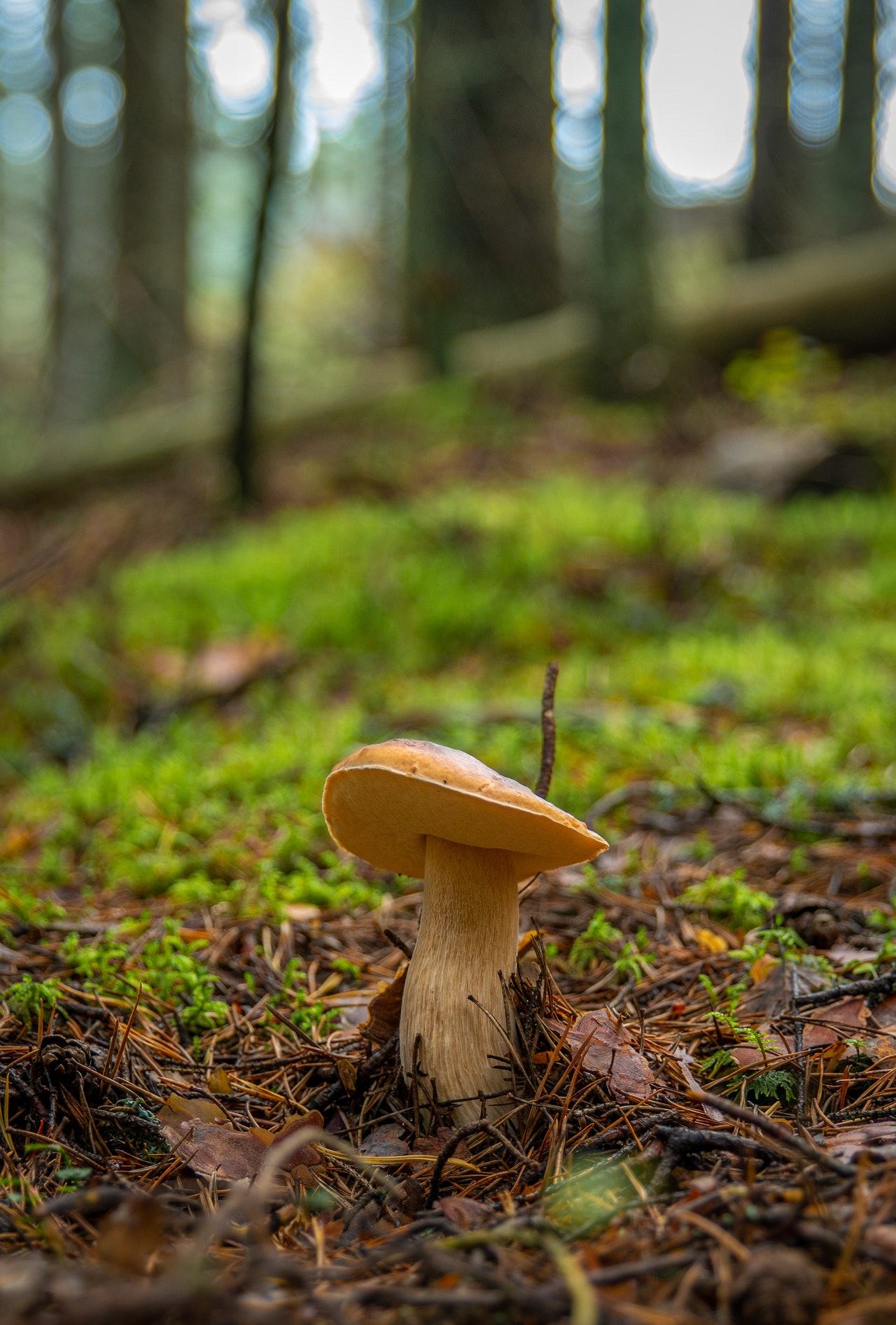 shallow-focus-photo-of-mushroom-in-ground-1685647